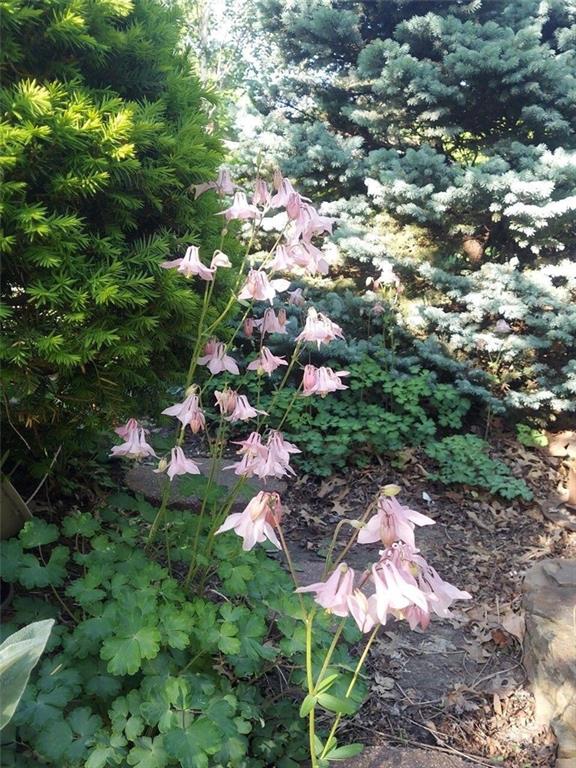 2101 NE 62nd Street, Kansas City, MO 64118 | MLS#2583120